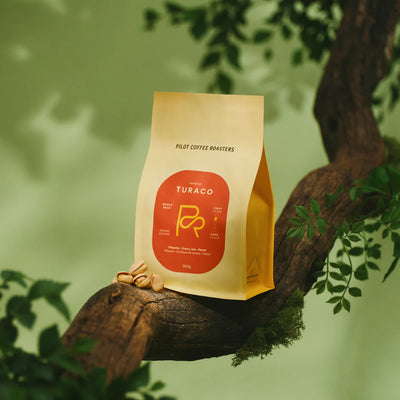 pilot coffee roasters